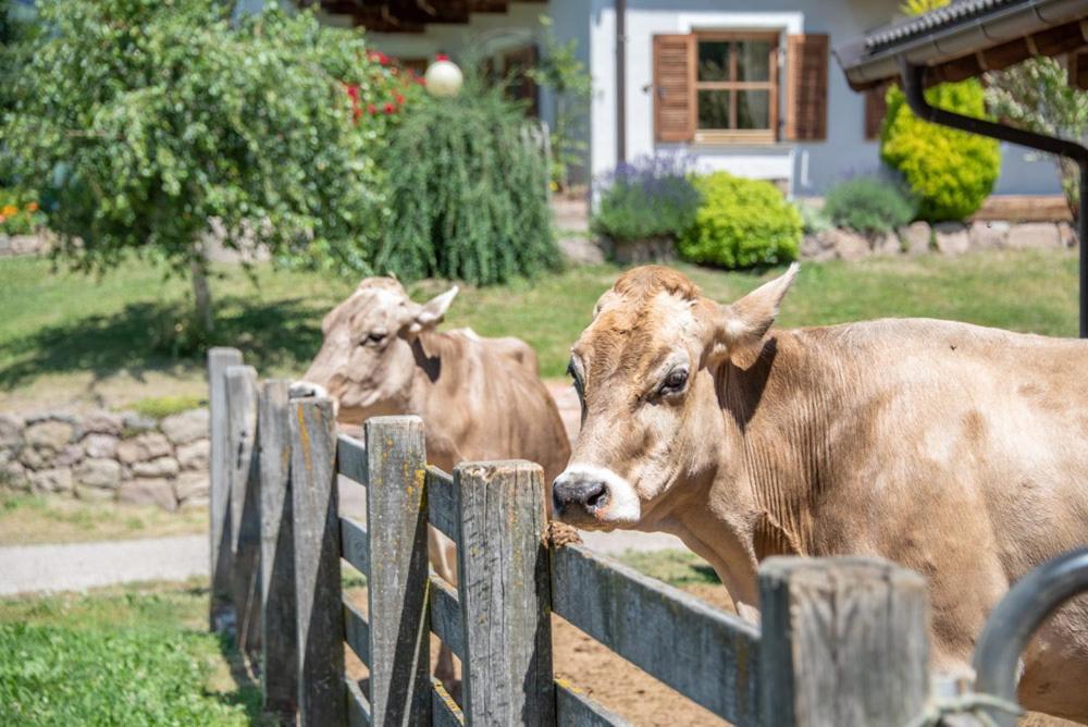 Ebenhof Daire Collepietra  Dış mekan fotoğraf